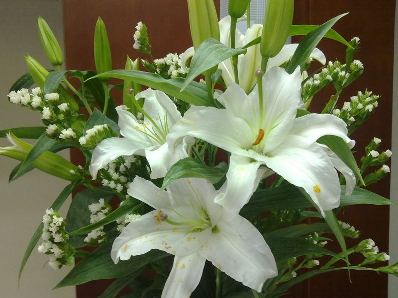  Hoa màu trắng tinh khiết  