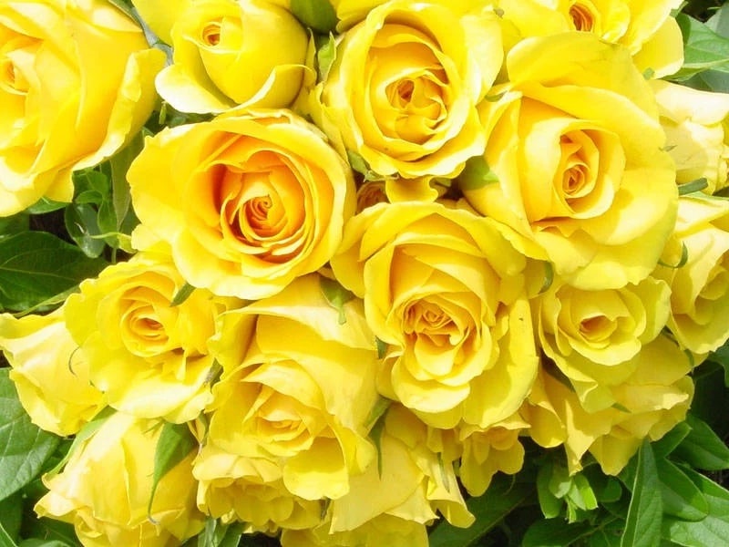  Hoa màu vàng tươi sáng dành tặng mẹ  