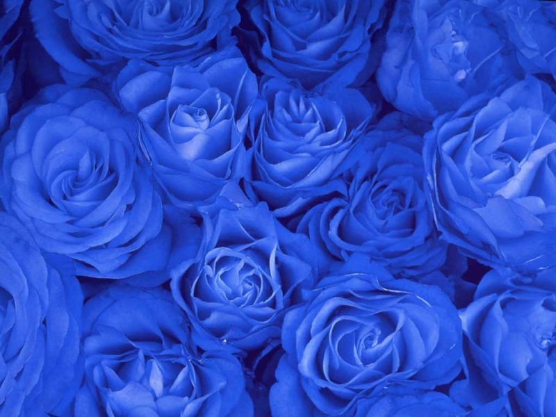  Hoa màu xanh ngọc bích  