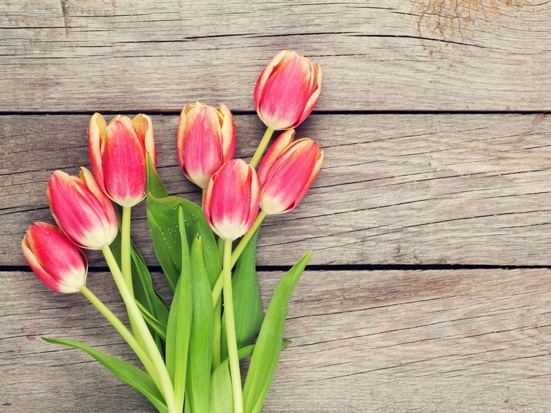  Hoa tulip là sự hiện thân của tình cảm gia đình  