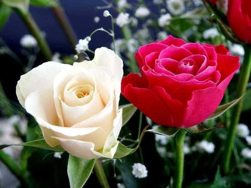  Hoa hồng tượng trưng cho sự biết ơn và hiếu thảo của người con dành cho cha mẹ 
