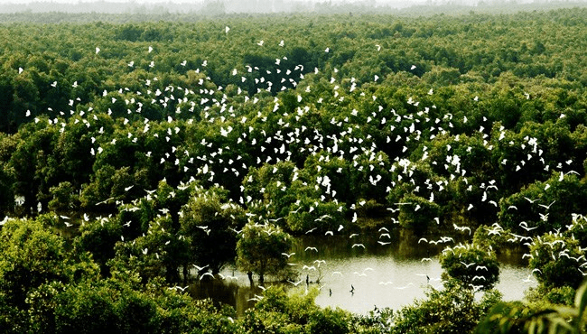 Hãy ghé vườn quốc gia Tràm Chim để được ngắm nhìn hàng ngàn loài chim quý hiếm